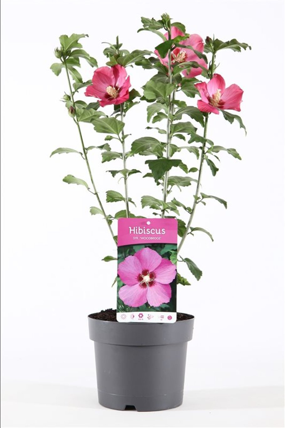 Hibiscus syr. 'Woodbridge' - C3